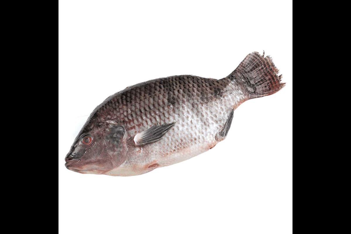 Tilapia Fish Box (7 lbs) (Cut and Uncut)