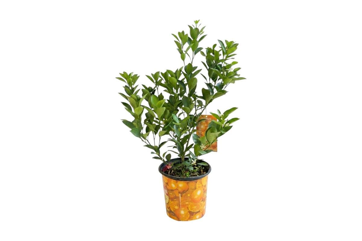 Calamondin Citrus - 10 Inch Pot