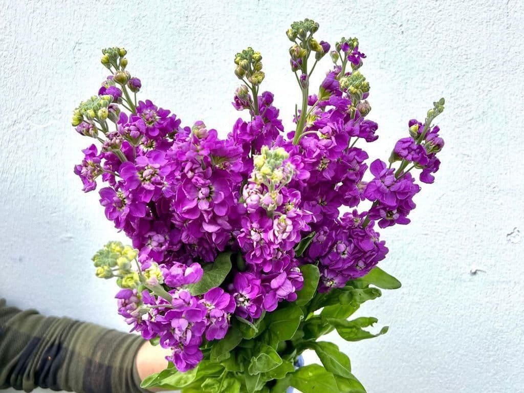 Flowers - Local Stocks Purple (5 stems)