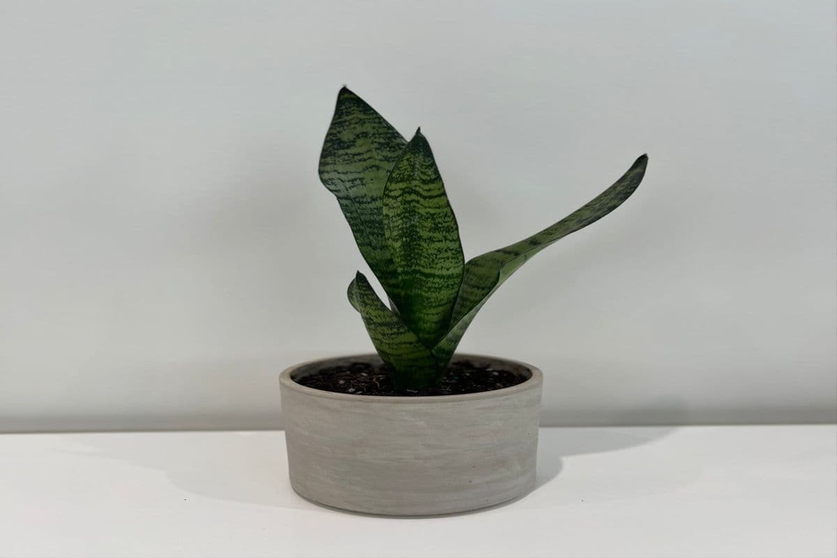 Sansevieria Zeylanica