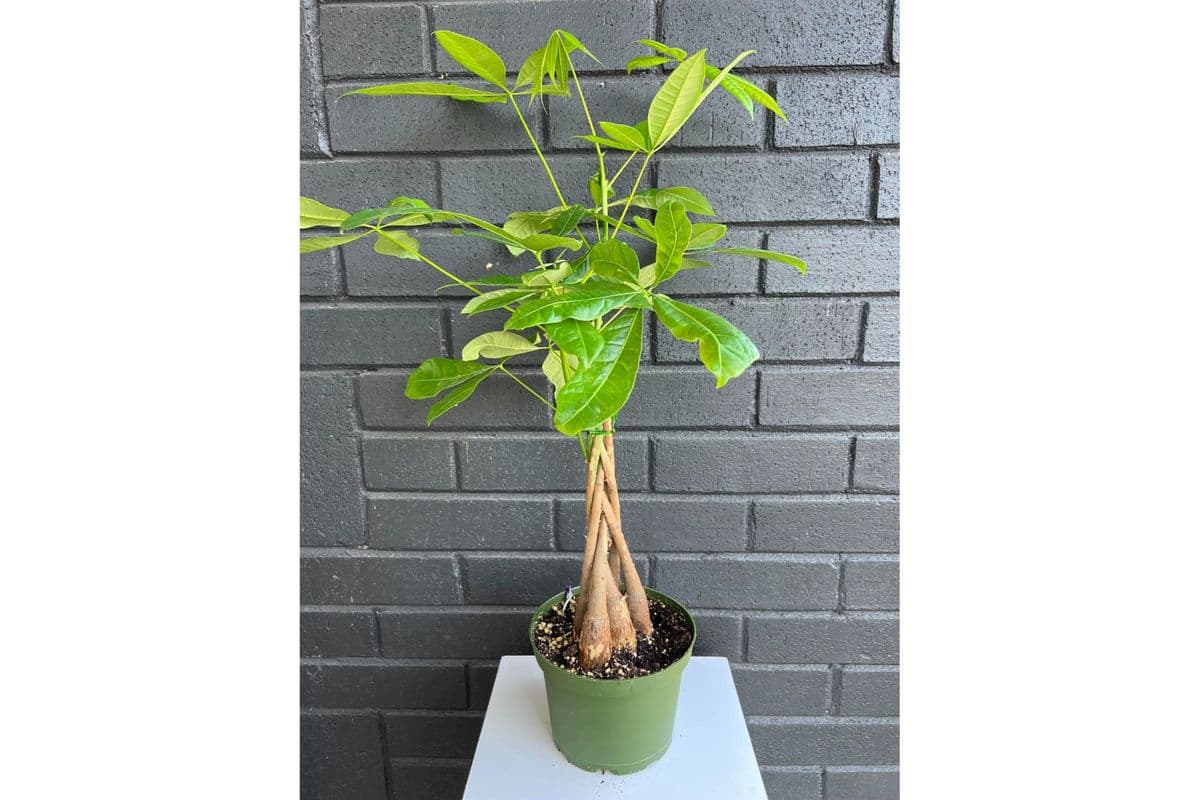 Money Tree (No Pot)