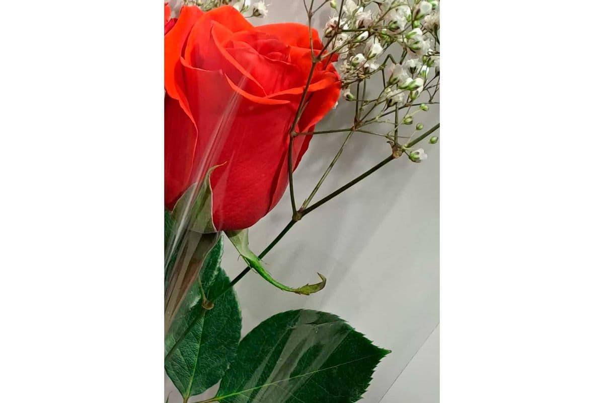 Single Red Rose with Baby Breath