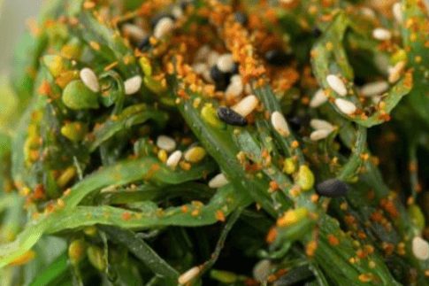 Wakame