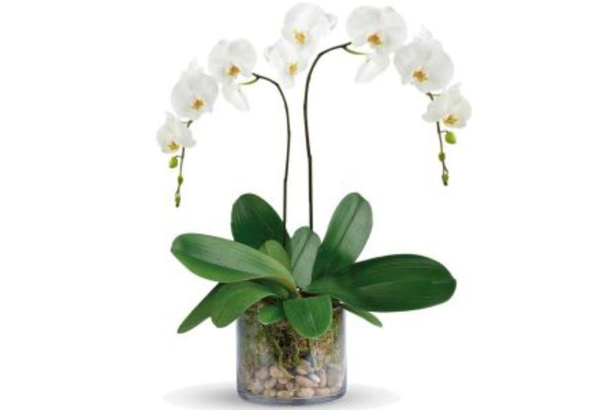White Phalaenopsis Orchid Two Spike