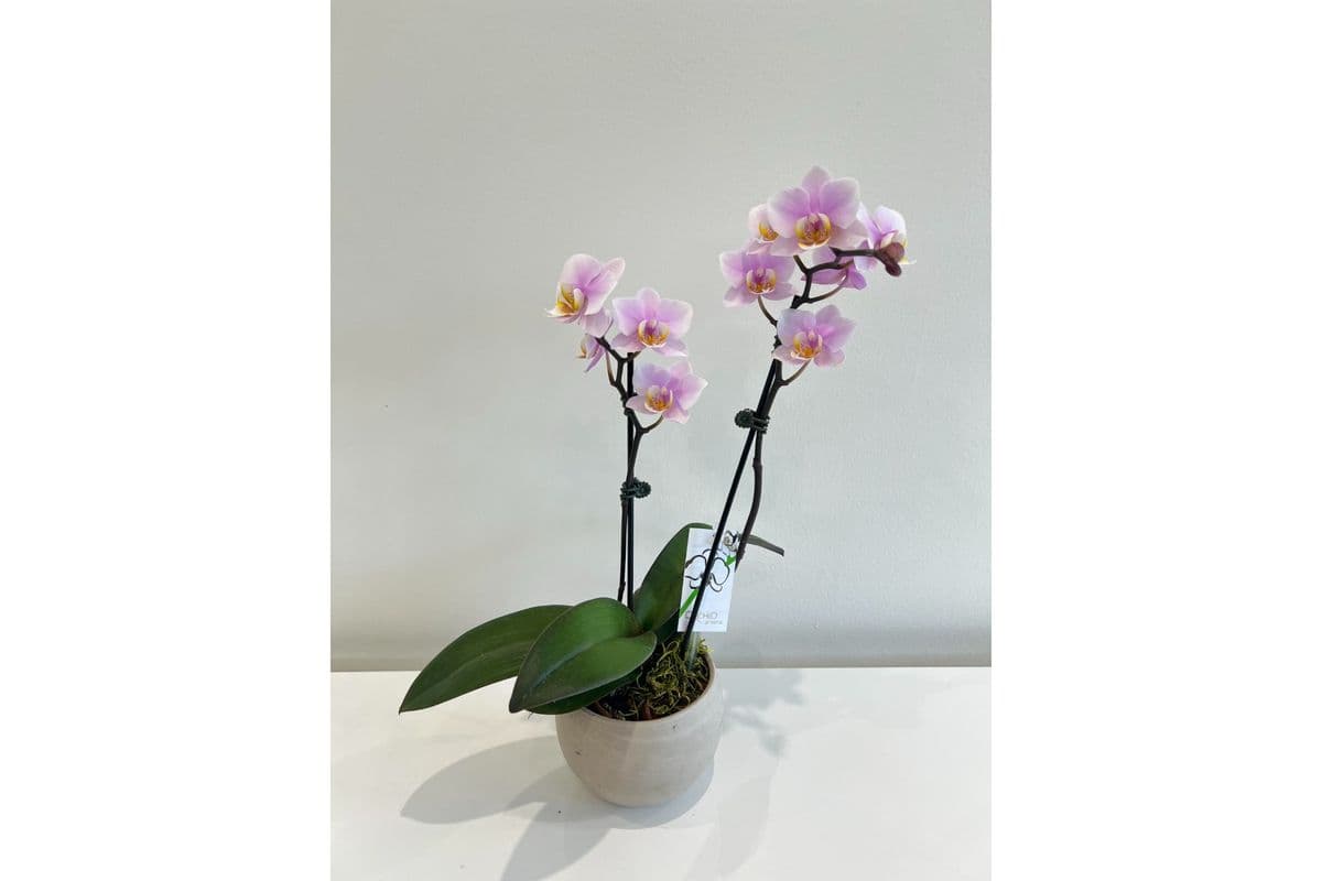 Mini Orchid in Ceramic Pot