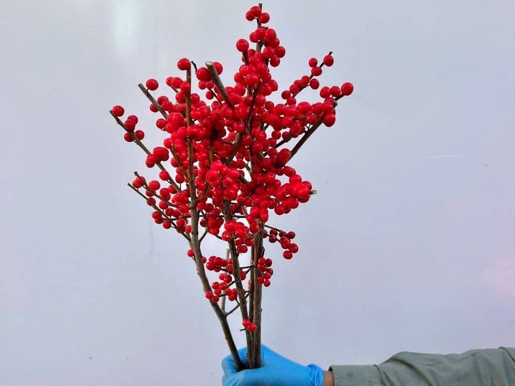 Flowers - Winterberry Red (5 stems)