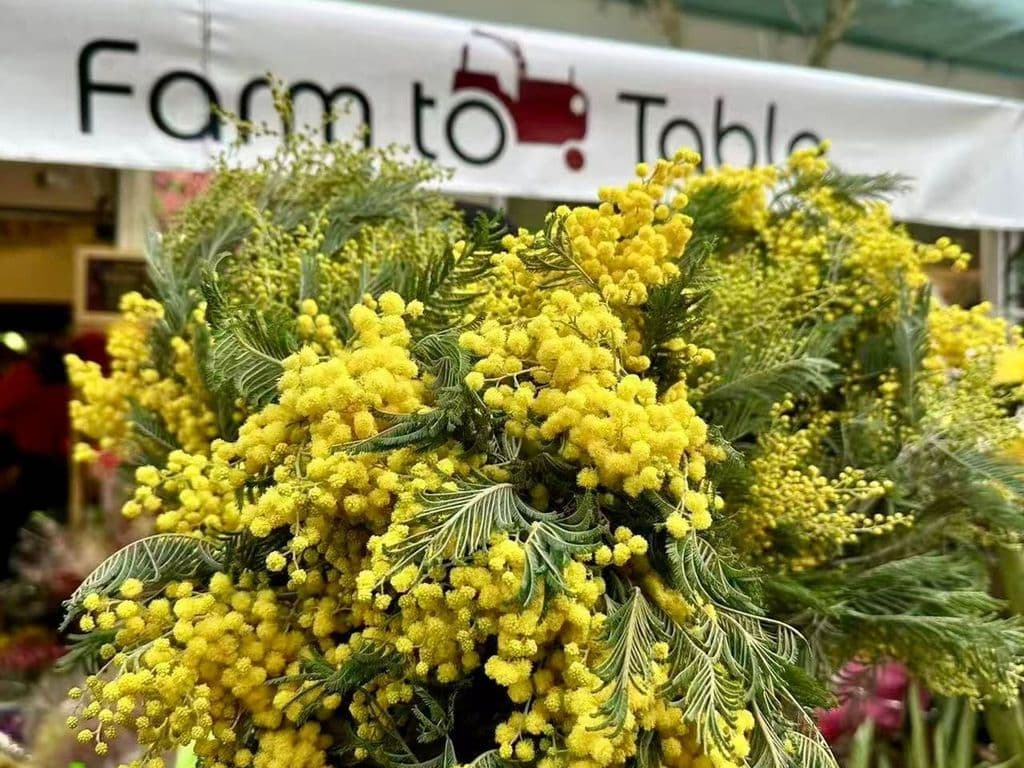 Flowers - Acacia (10 stems)