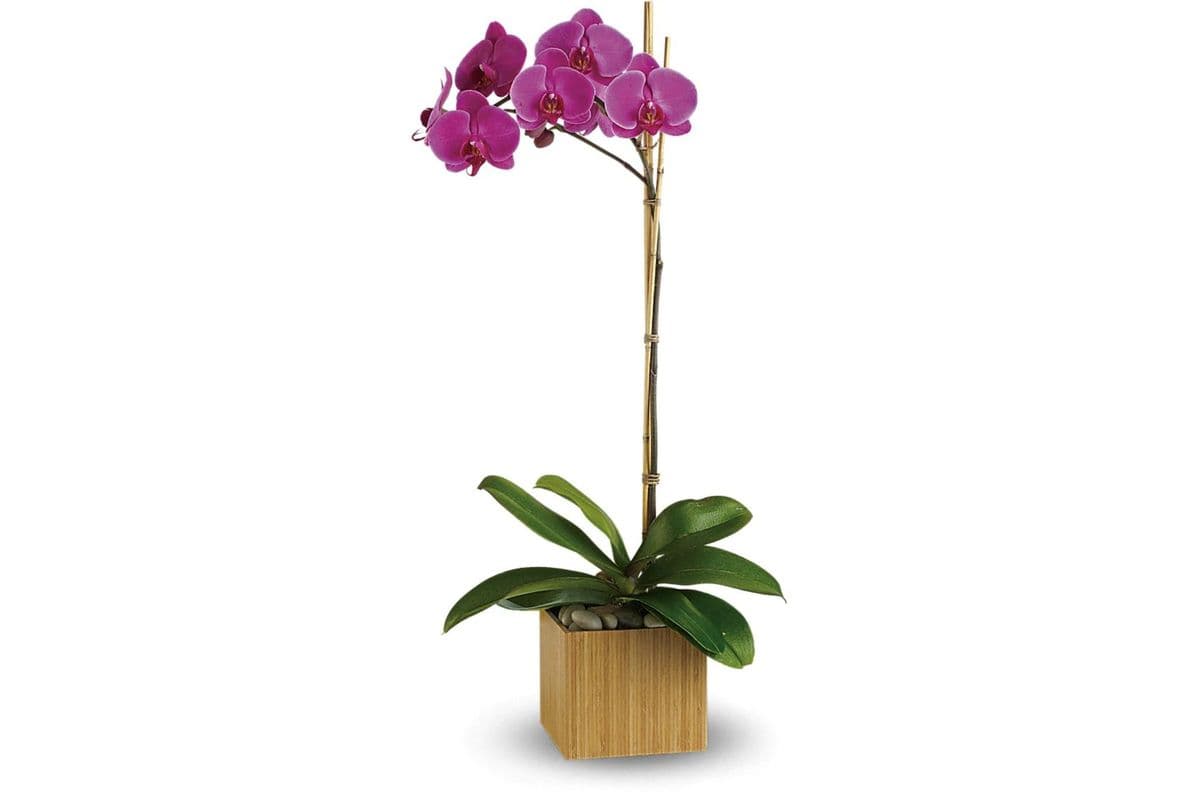 Teleflora's Imperial Purple Orchid