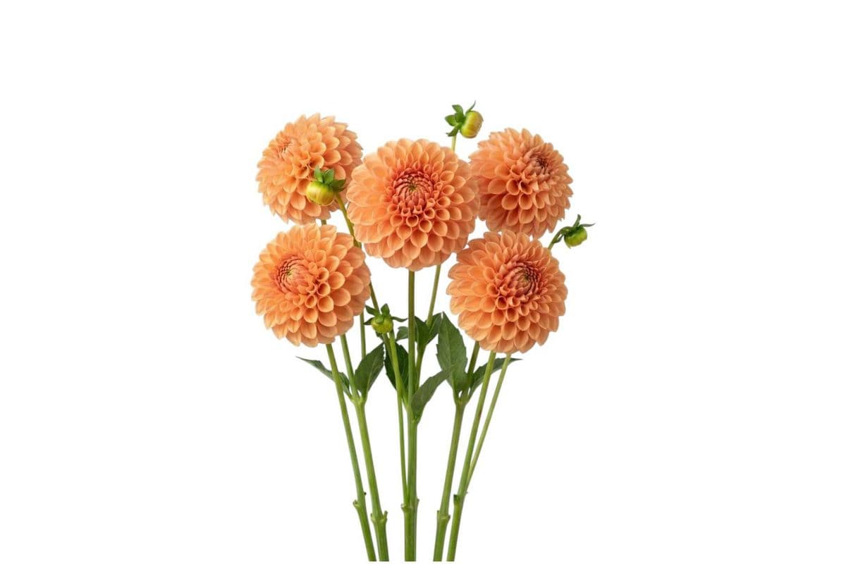 Orange Dahlia - 5 Stems