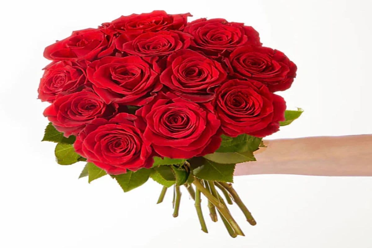 Dozen Roses