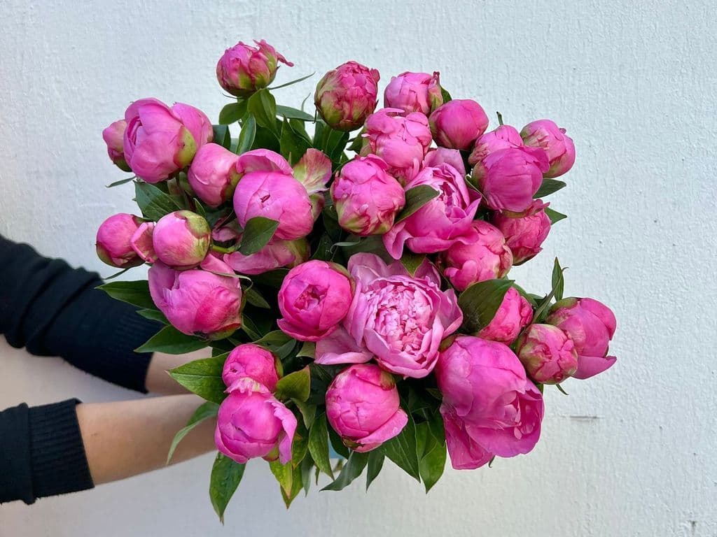Flowers - Peonies Dark Pink (5 stems)