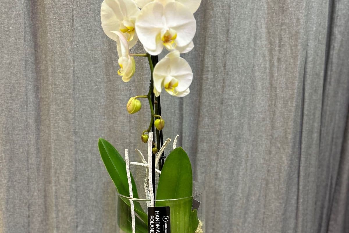Orchid In A Vase