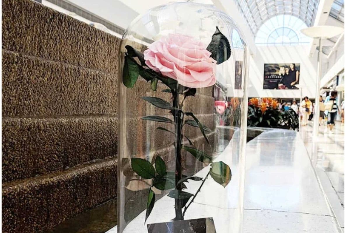 Enternity Rose Enchanted Glass Dome (15x30 cm)