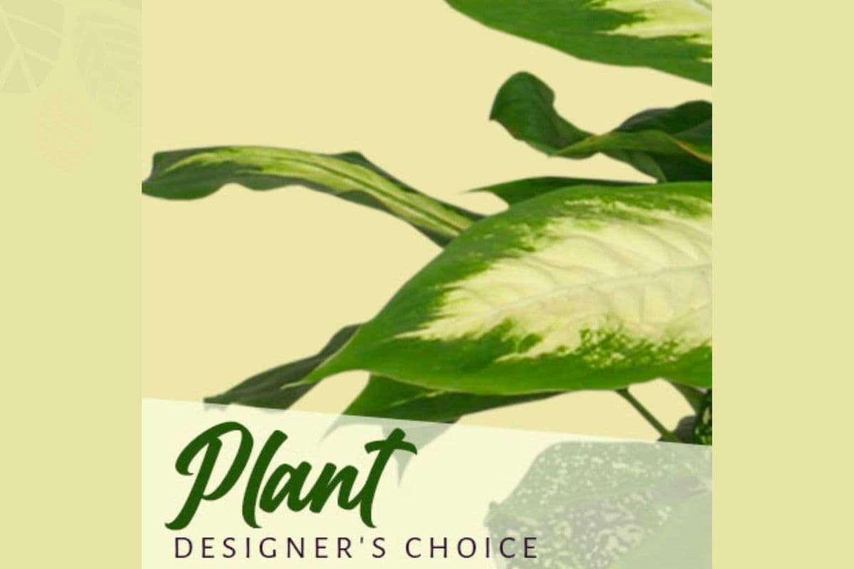 Plant Designer's Choice