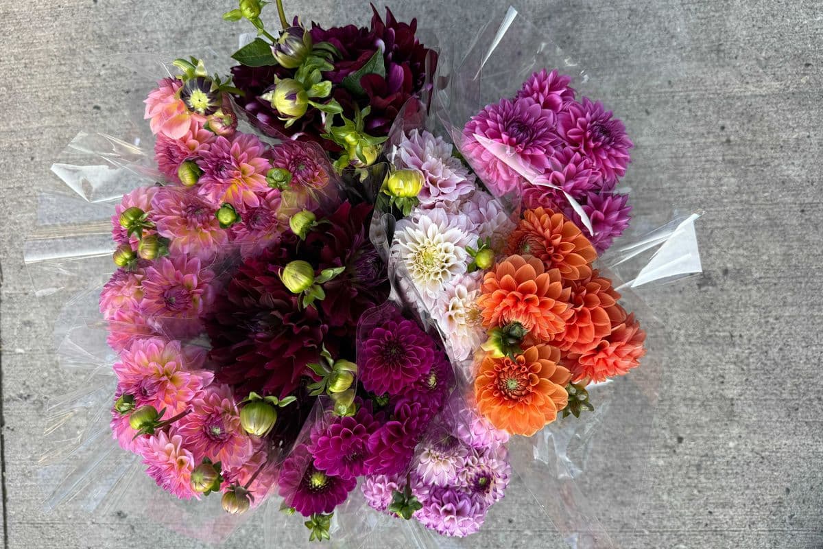 Assorted Grower’s Choice Dahlia - 5 Stems