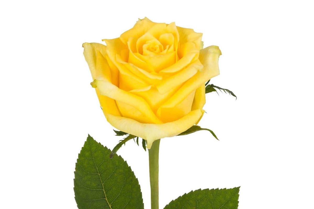 Yellow Rose 3 stems