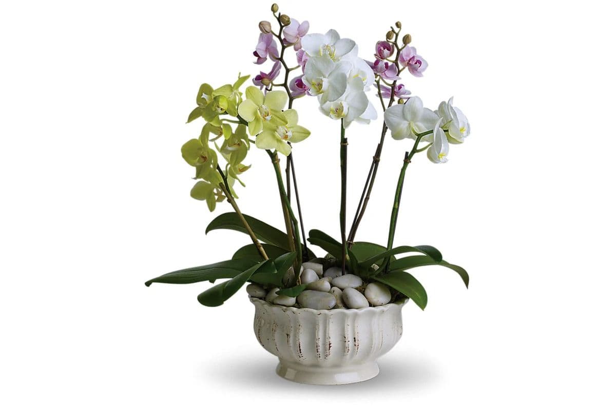 Regal Orchids