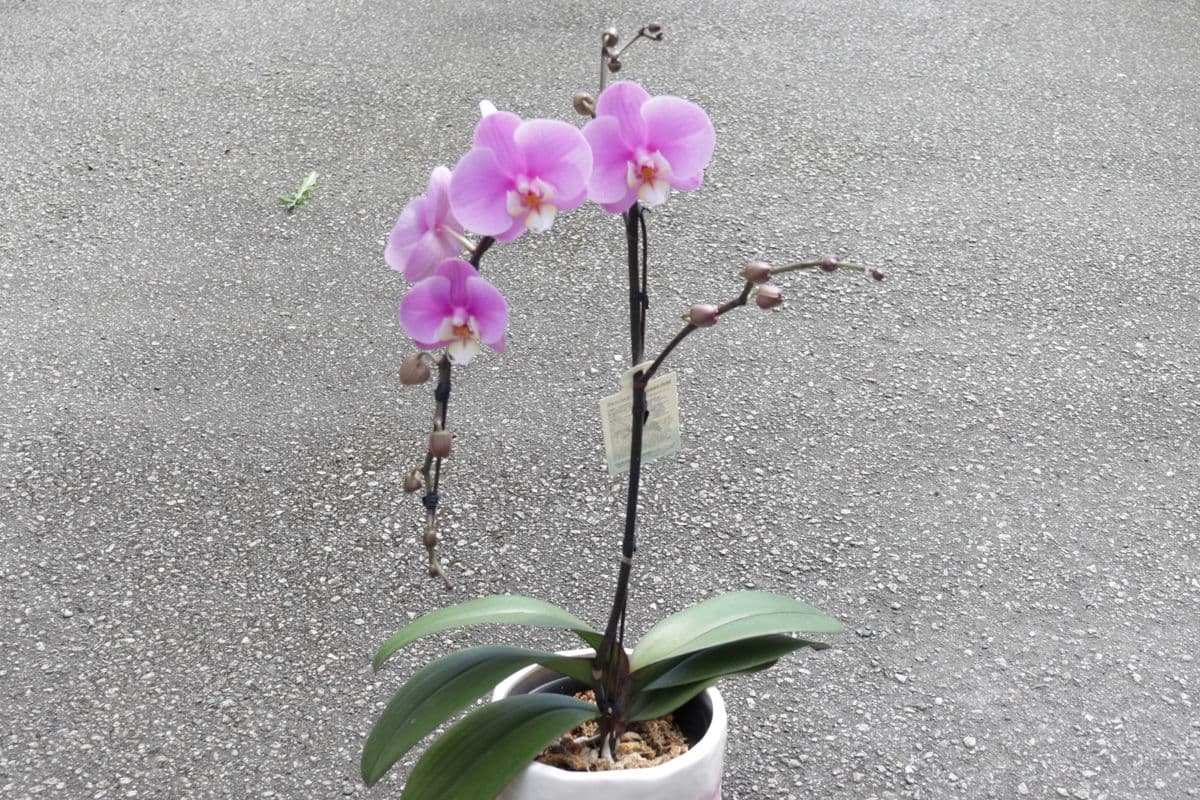 Phalaenopsis Orchid Waterfall - Light Pink #3
