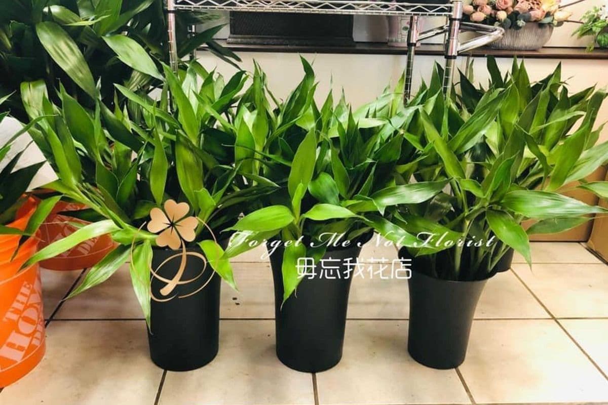 Lucky Bamboo (Regular)