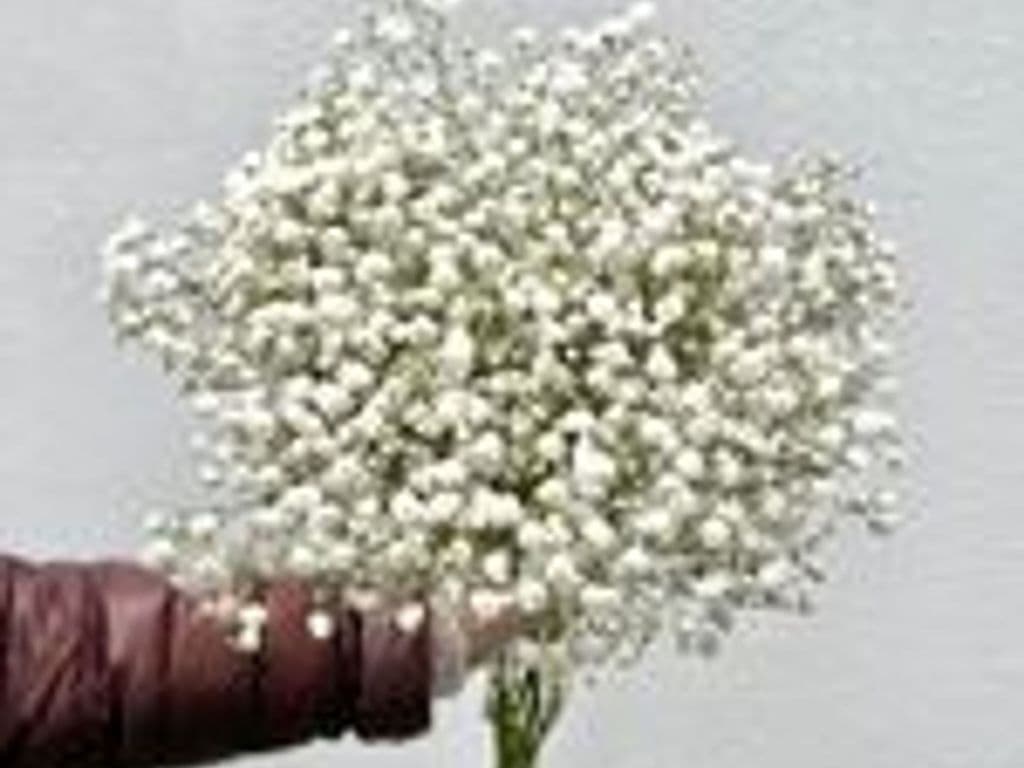 Flowers - Million star bouquet (5 stems)