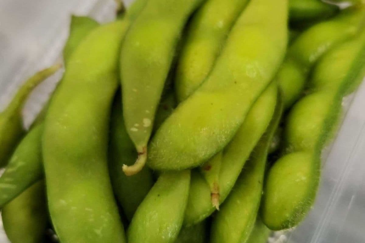 Edamame