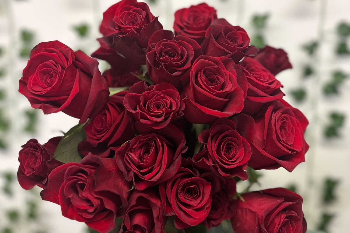Valentine Rose arrangement - 24 roses
