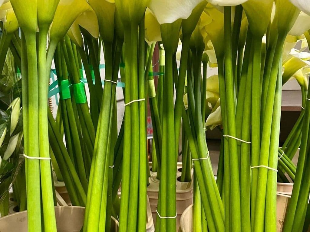 Flowers - Calla Lily 90cm tall (5 stems)