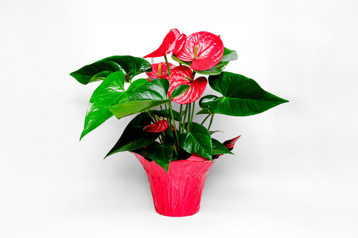 Large Red Anthurium SKU103P