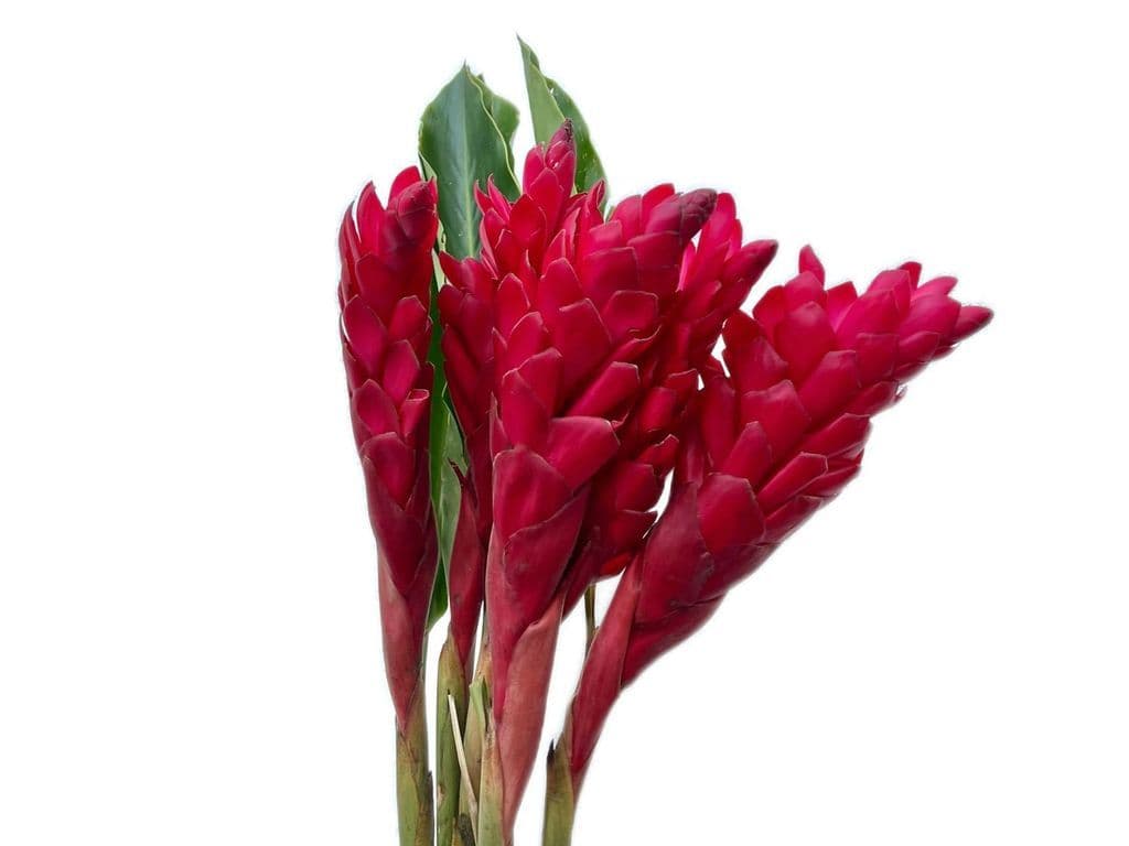 Flowers - ginger (5 stems)