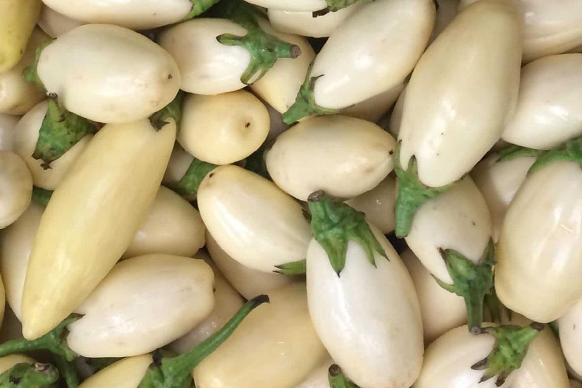 Fresh Caribbean Eggplant - Bagged