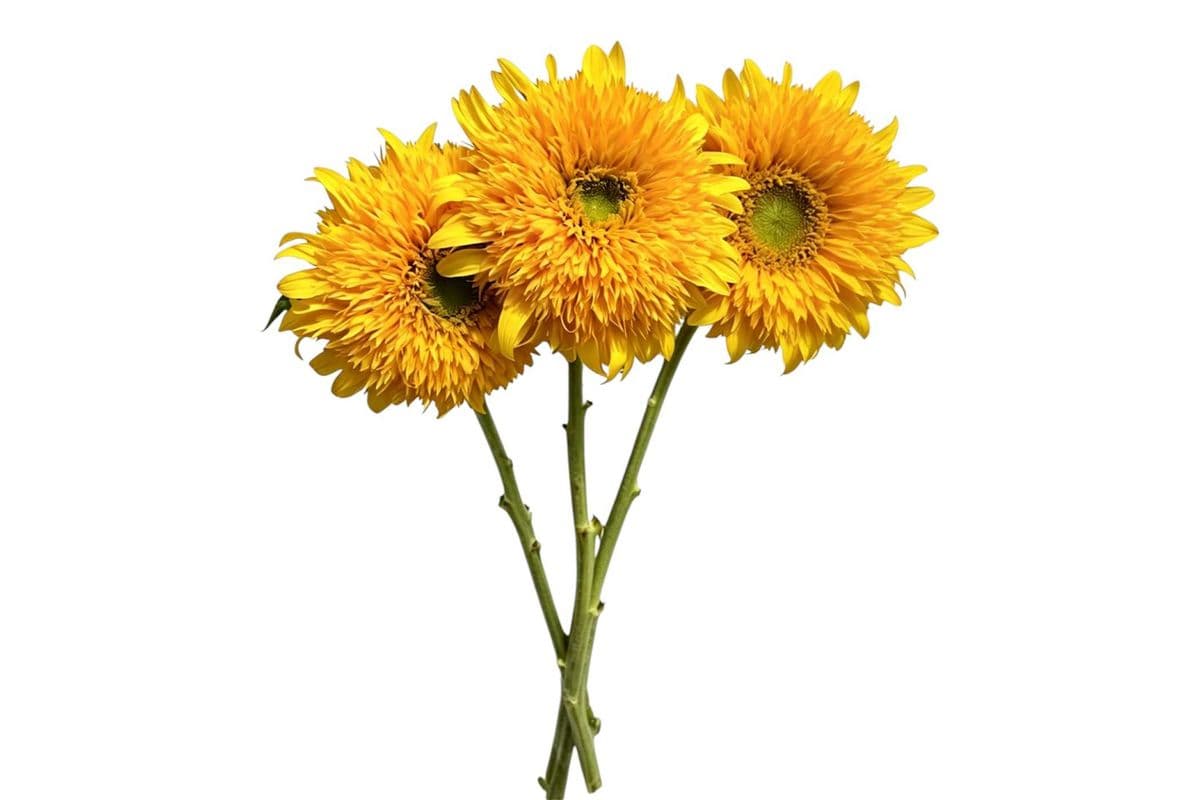 Teddy Bear Sunflower - 3 Stems