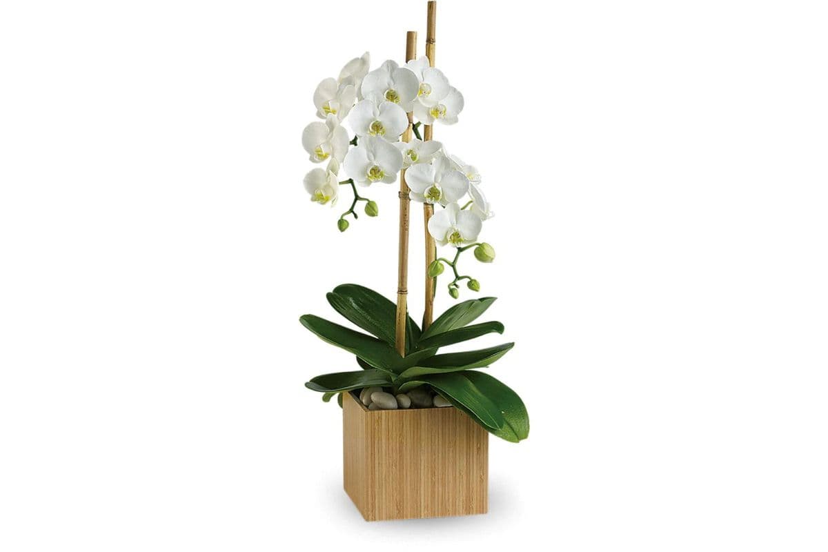 Teleflora's Opulent Orchids