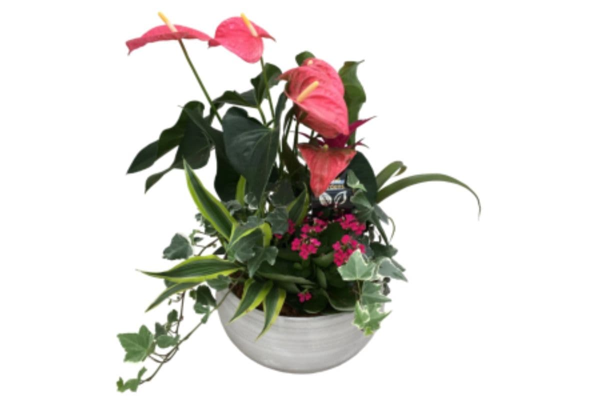 Large Anthurium Planter