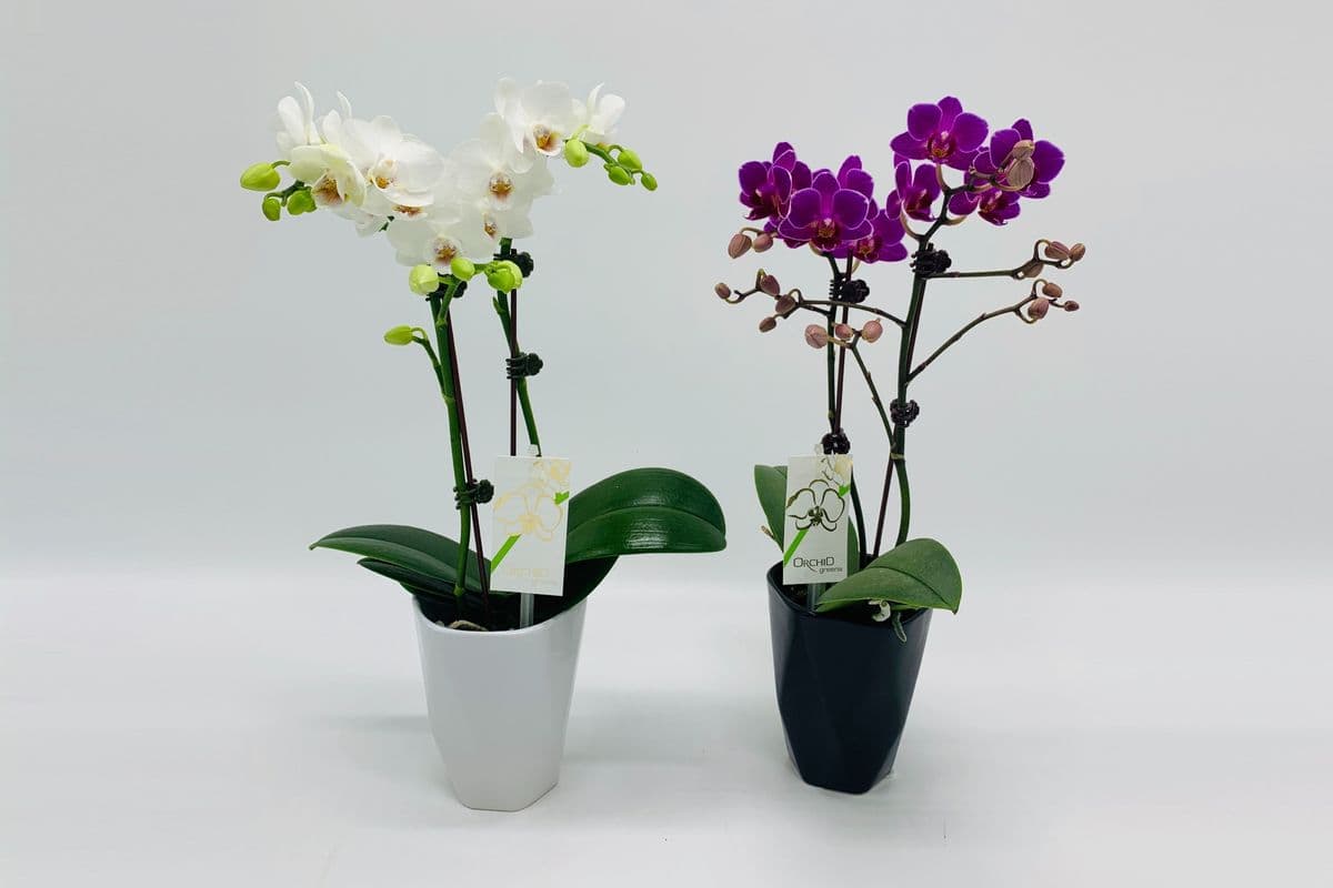 Orchids