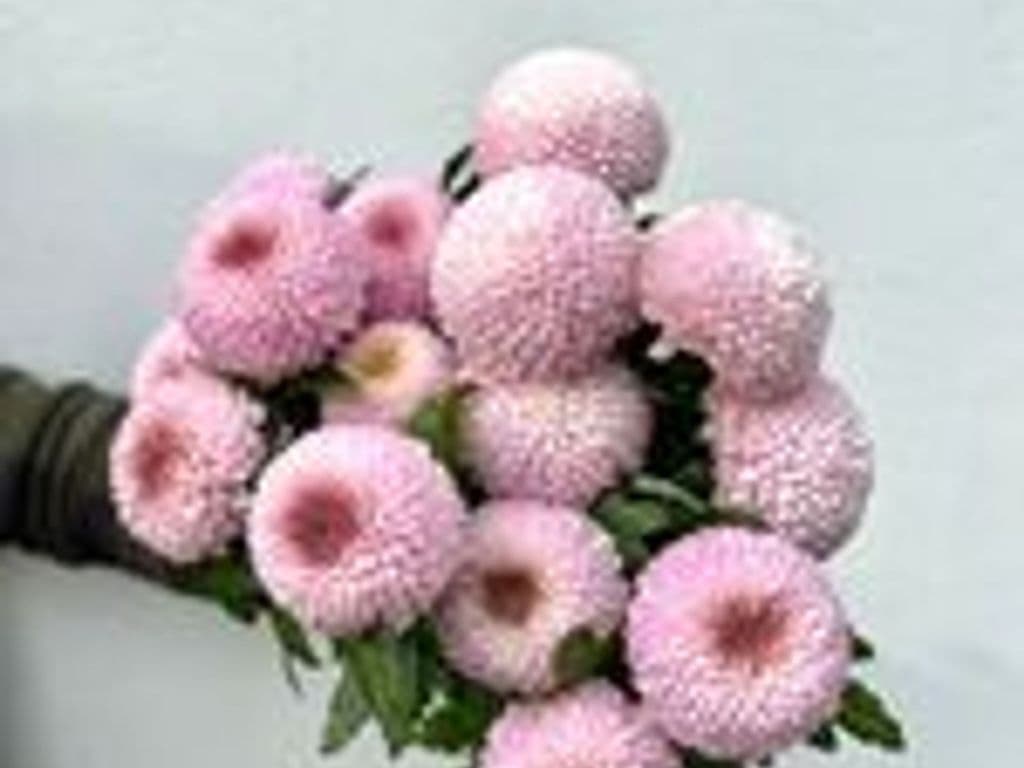 Flowers - Local Momoko bouquet (5 stems)