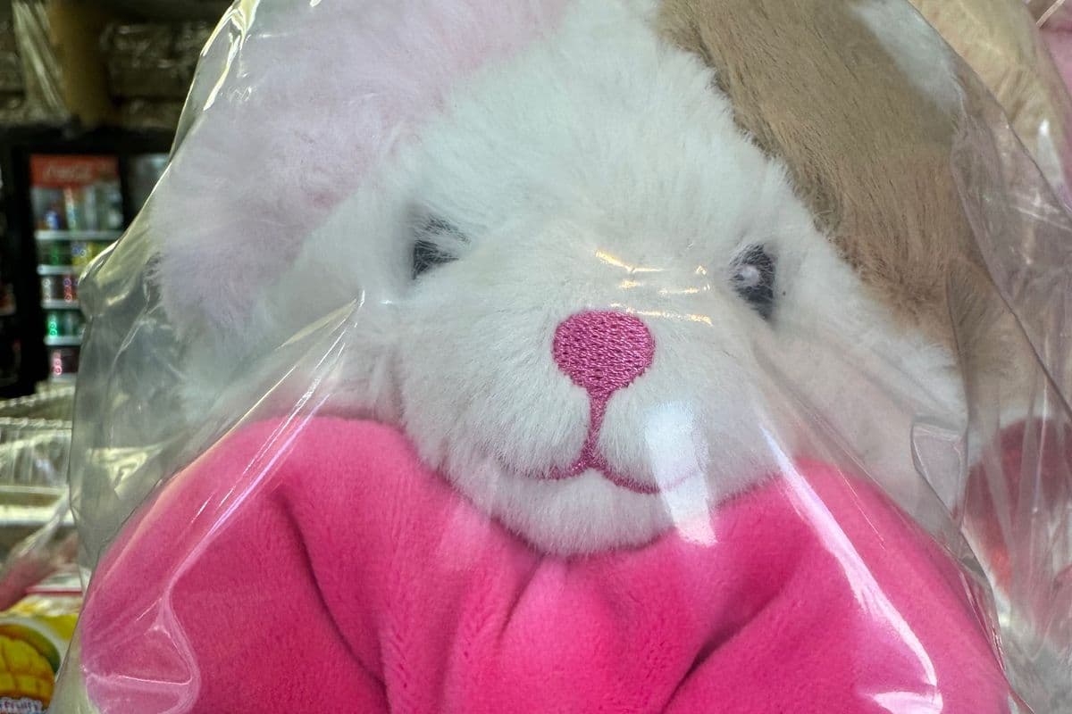Teddy Pink