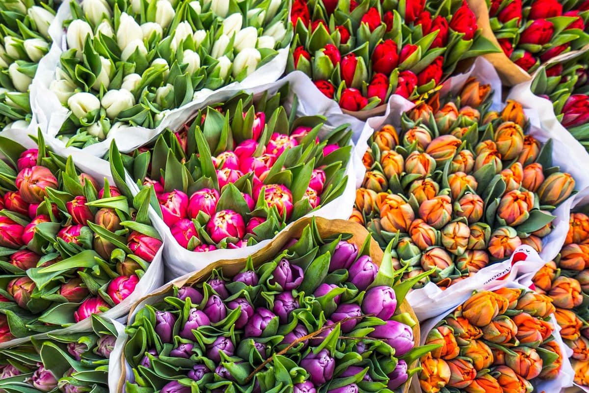 WOW Tulips ***Special Low Price***