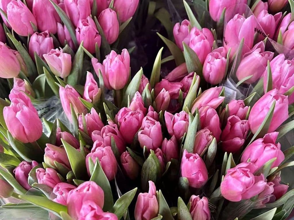 Flowers - Local Tulips dark pink (5 stems)