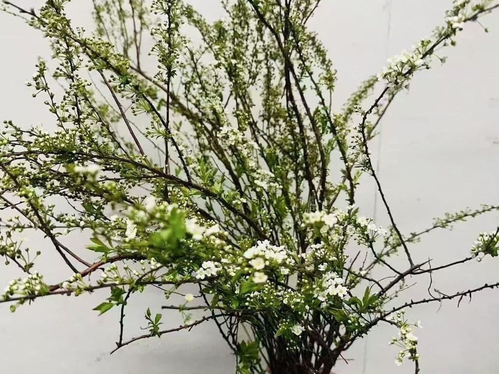 Local Flowers - Spiraea Grefsheim (5 stems)