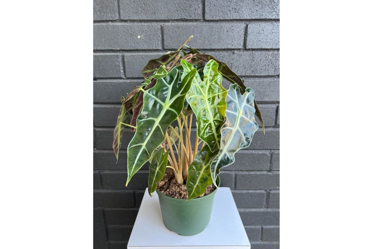 Alocasia (No Pot)