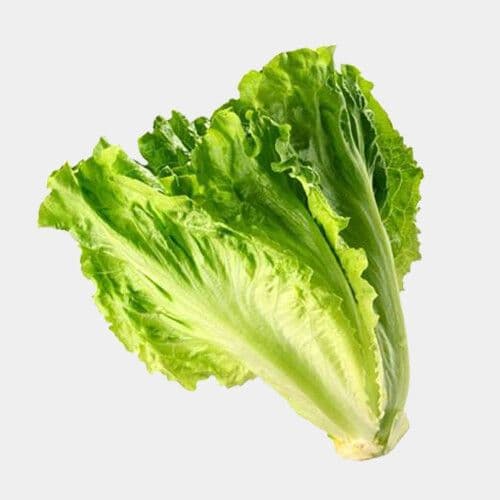 Laitue / Lettuce