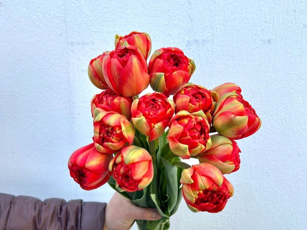 Flower - Double Tulips Orange (10 stems)