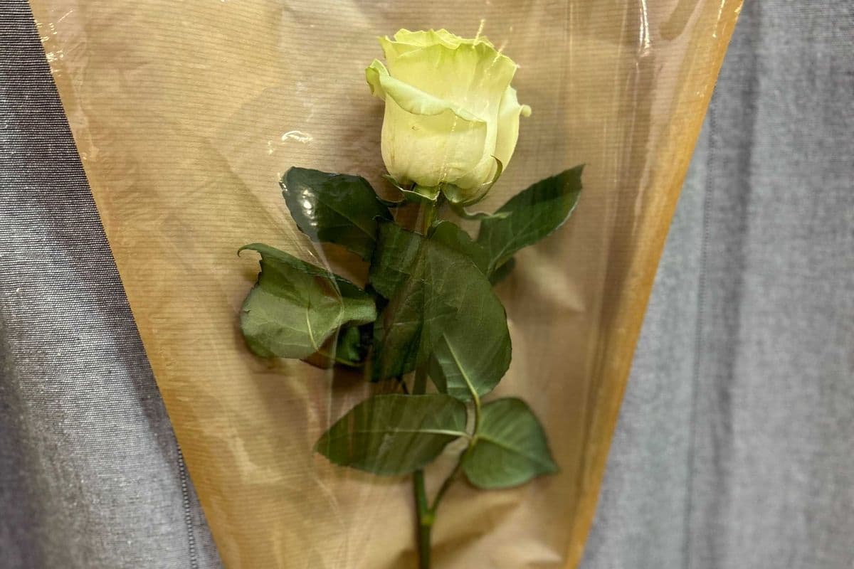 Love Kiss - 1 White Rose