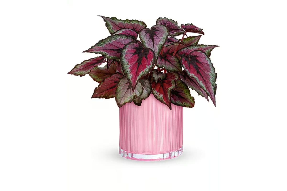 Teleflora's Sparkling Begonia