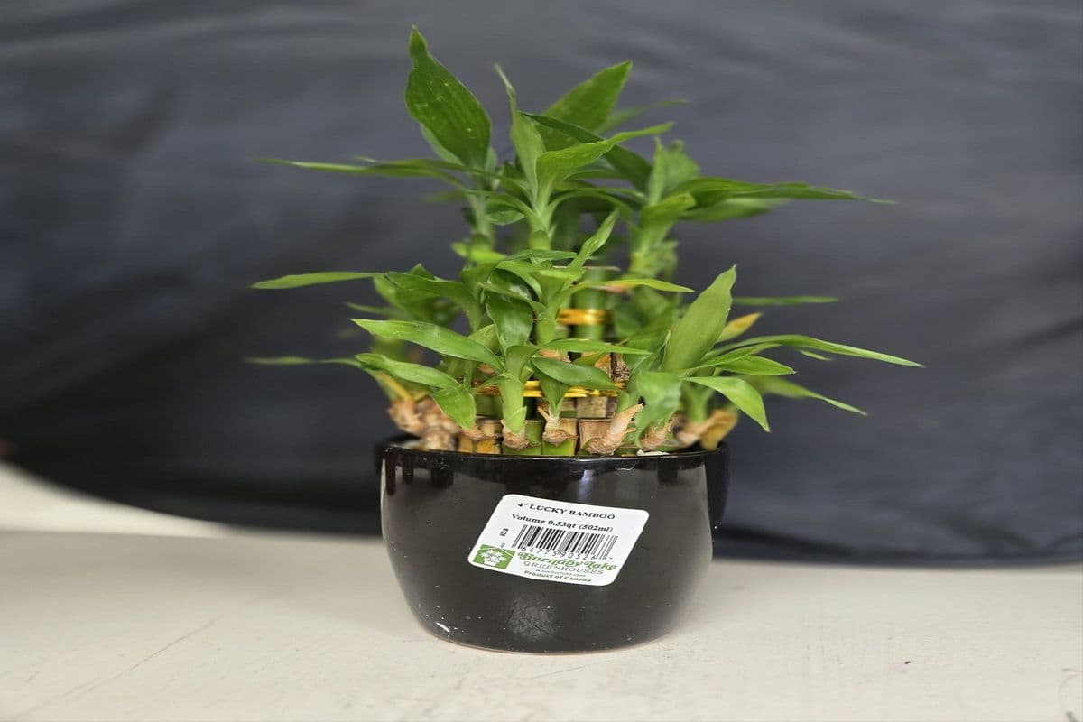Four Inch Lucky Bamboo with Ceramic Pot