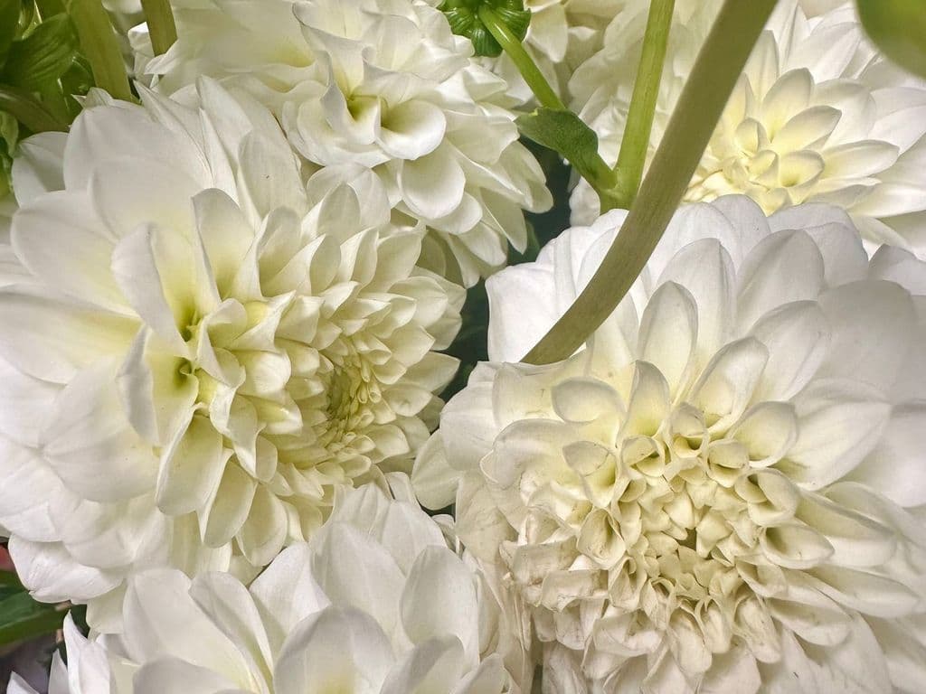 Flowers - Dahilia White (bunch)