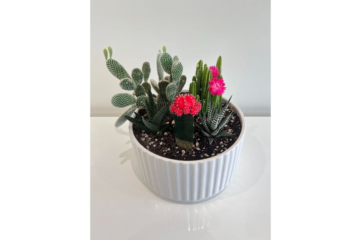 Royal Succulent Garden