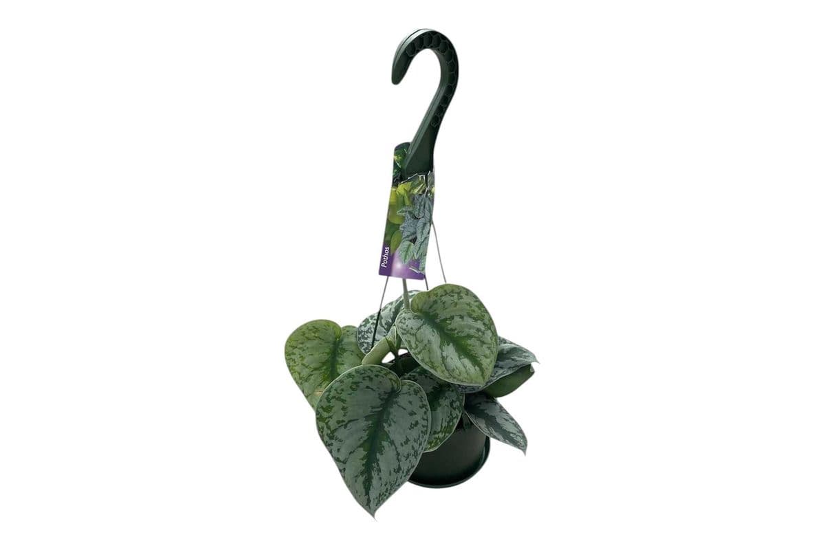 Silver Pothos Hanging Basket - 6 Inch Pot