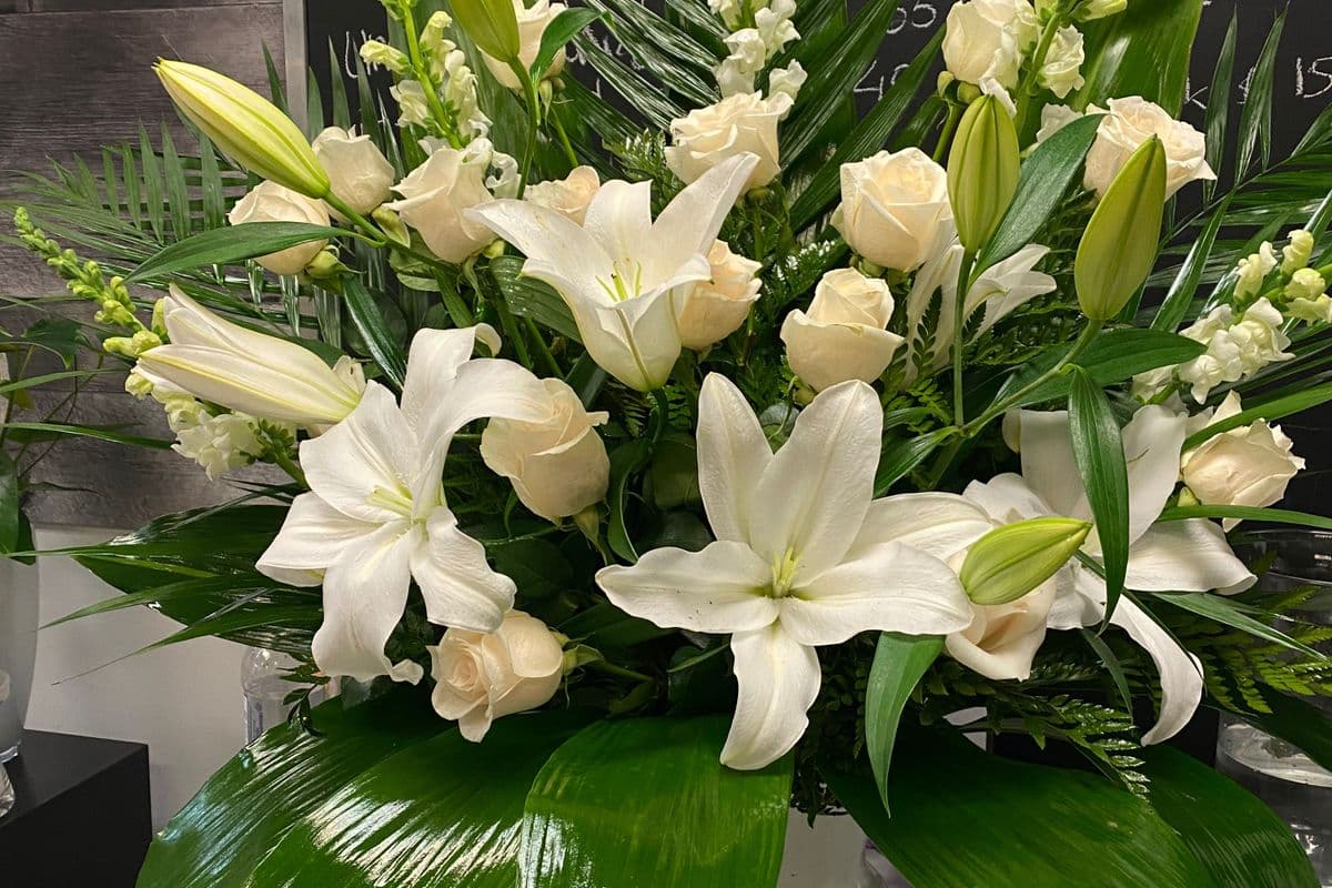 White Wonders