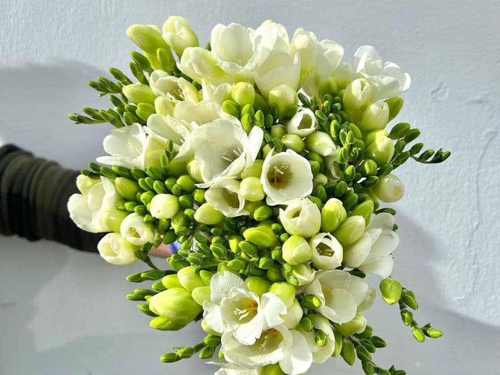 Flowers - Local Freesia White (10 stems)